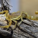 The Scorpion King